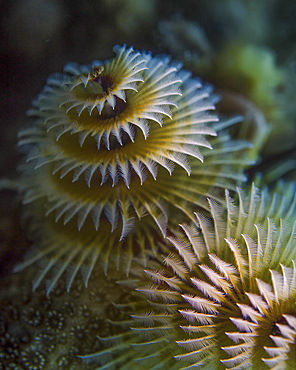 A pair of Christmas tree worms in Cozumel, Mexico.