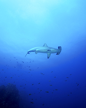 A scalloped hammerhead shark (Sphyrna lewini) at Socorros Island in Mexico.