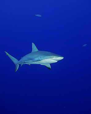 A Caribbean reef shark (Carcharhinus perezi) in the Turks and Caicos.