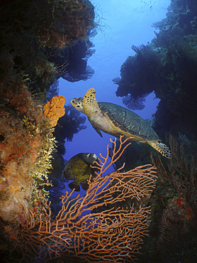 A hawksbill sea turtle (Eretmochelys imbricata) feeds on sponge and an angelfish follows for scraps in Cozumel, Mexico.