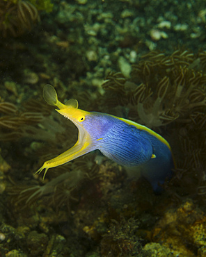 A ribbon eel (Rhinomuraena quaesita) in Indonesia.