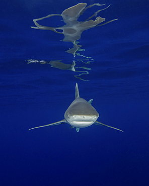 An oceanic whitetip shark (C. longimanus) and surface reflections at Cat Island in the Bahamas.