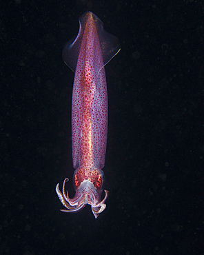 A Caribbean reef squid on a deepwater night dive in West Palm Beach, Florida.