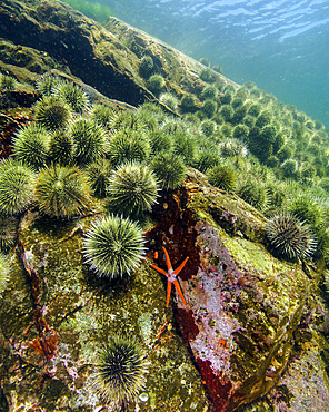 A starfish with spiny sea urchins at Quadra Island, British Columbia in Canada.