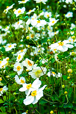 White anemones