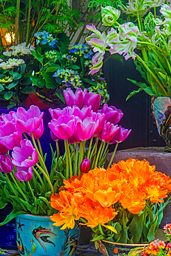 Orange and pink tulips