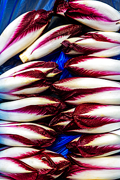 Red chicory