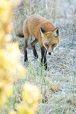 A red fox walks through the sand in the coastal area of Sandy Hook, New Jersey. He appears to gaze directly at the camera as he moves. The warm colors of fall foliage are blurred to the left. Photo taken shortly before sunset.