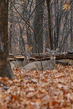 Two White-tailed Deer does, most likely mother and child, lie in the autumn woods on a rainy day. Their coats look wet from the storm.