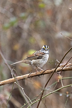 A White-throated Sparrow perches on a tree branch during the late autumn season.