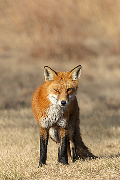 A Red Fox stands in the dry grass in the coastal area of Sandy Hook, New Jersey during autumn.