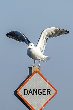 A Great Black-backed Gull lands on a sign in a marina that reads 'Danger.'