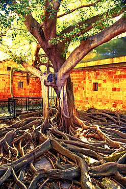 Old banyan tree with extensive roots. Wulin traditional village, Quanzhou, Fujian Province, China.