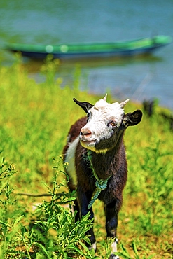 Goat in the field at XinAn River, WuFuShan Village, Huangshan, Anhui Province, China