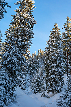 Snowy forests of Carphatian mountains Romania