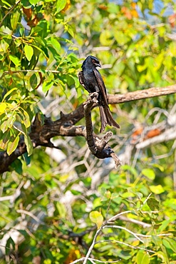 Fork-tailed Drongo, Dicrurus adsimilis, looking right, Chobe National Park, Botswana