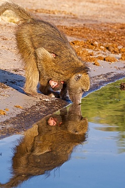 Chacma Baboon,(Papio ursinus), mother with baby drinking, reflection in water, Chobe National Park, Botswana