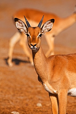 Young male Impala portrait, (Aepyceros melampus), Chobe River, Botswana, Africa