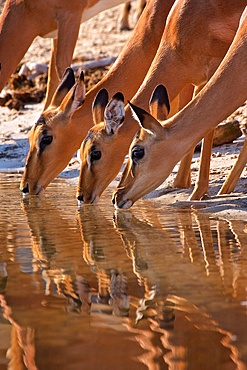 Impala, (Aepyceros melampus), x3 drinking with reflections in water, Chobe River, Botswana, Africa