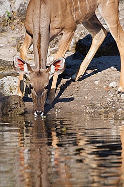 Kudu, (Tragelaphus strepsiceros), drinking, Chobe national park, Botswana