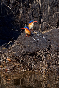 Malachite kingfisher pair, (Corythornis cristatus), after digging in mud, Chobe National Park, Botswana