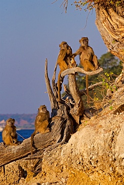 Chacma baboons, (Papio ursinus griseipes) x4 sitting/relaxing on a dead tree in evening light, Chobe National Park, Botswana, Africa