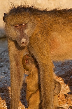 Chacma baboons, (Papio ursinus), contented mother with suckling bright eyed baby, Chobe National Park, Botswana, Africa