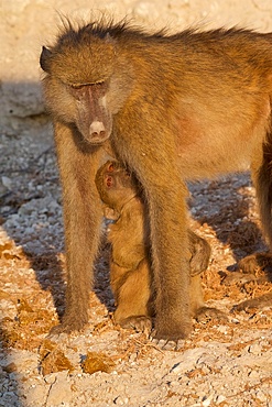 Chacma baboons, (Papio ursinus), mother with suckling bright eyed baby, Chobe National Park, Botswana, Africa