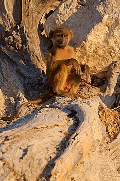 Chacma baboons (Papio ursinus) young male relaxing in evening light, Chobe National Park, Botswana, Africa