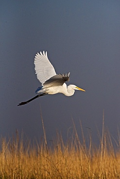 Great white egret (Ardea alba) in flight over tall grass, Chobe national park, Botswana