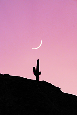 Romantic pink sky and moon over the silhouette of a cactus on hilltop at sunrise, Purmamarca, Argentina