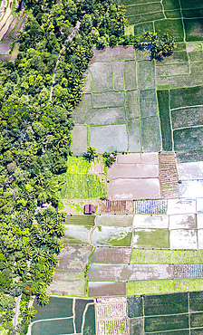 Aerial view of colorful patterned rice terraces and palm trees, Bali, Indonesia