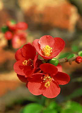 Close-up red flowers of the Chaenomeles, the ornamental quince