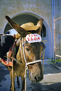 Donkey taxi, Santorini, Cyclades Islands, Greece, Europe