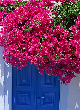 Bougainvillea in bloom above doorway, Mykonos, Cyclades Islands, Greek Islands, Greece, Europe