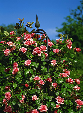 Close-up of pink climbing roses at the Royal Horticultural Society's Garden at Wisley, Surrey, England, United Kingdom, Europe