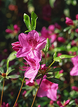 Pink azaleas