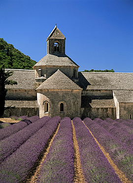 Abbaye de Senanque and lavender, near Gordes, Vaucluse, Provence, France, Europe