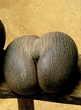 Close-up of coco de mer, Vallee de Mai National Park, Seychelles, Indian Ocean, Africa