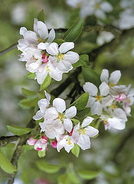 Close-up of apple blossom in May, England, United Kingdom, Europe