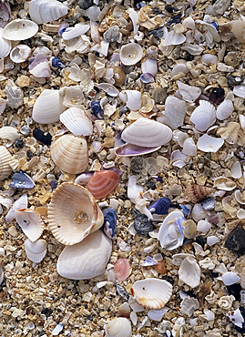 Colourful shells, Seilebost Beach, Harris Island, Outer Hebrides, Scotland, United Kingdom, Europe