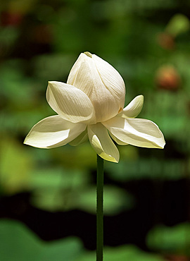 White lotus blossom, Pamplemousses Botanical Garden, Mauritius, Africa