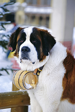 St. Bernard Dog with flask collar, St. Moritz, Switzerland, Europe