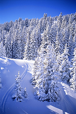 Fresh snow, Meribel, Trois Vallees, Haute-Savoie, French Alps, France, Europe