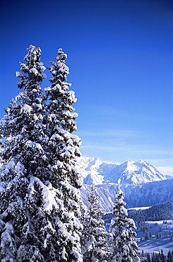 Snow covered trees, Meribel, Trois Vallees, Haute-Savoie, French Alps, France, Europe