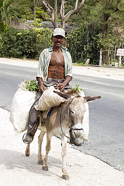 Man on a donkey carry sacks of sugar cane in rural Eastern Cuba, Cuba, West Indies, Central America