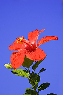 A red hibiscus flower in January, Cuba, West Indies, Central America