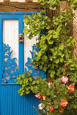 A bright blue painted wooden door with roses growing in front, Normandy, France, Europe