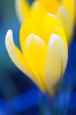 A close-up of a bright yellow crocus in early spring, United Kingdom, Europe