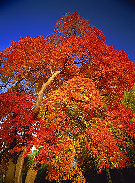 Cotinus tree in October, Royal Botanic Gardens, Kew, London, England, United Kingdom, Europe